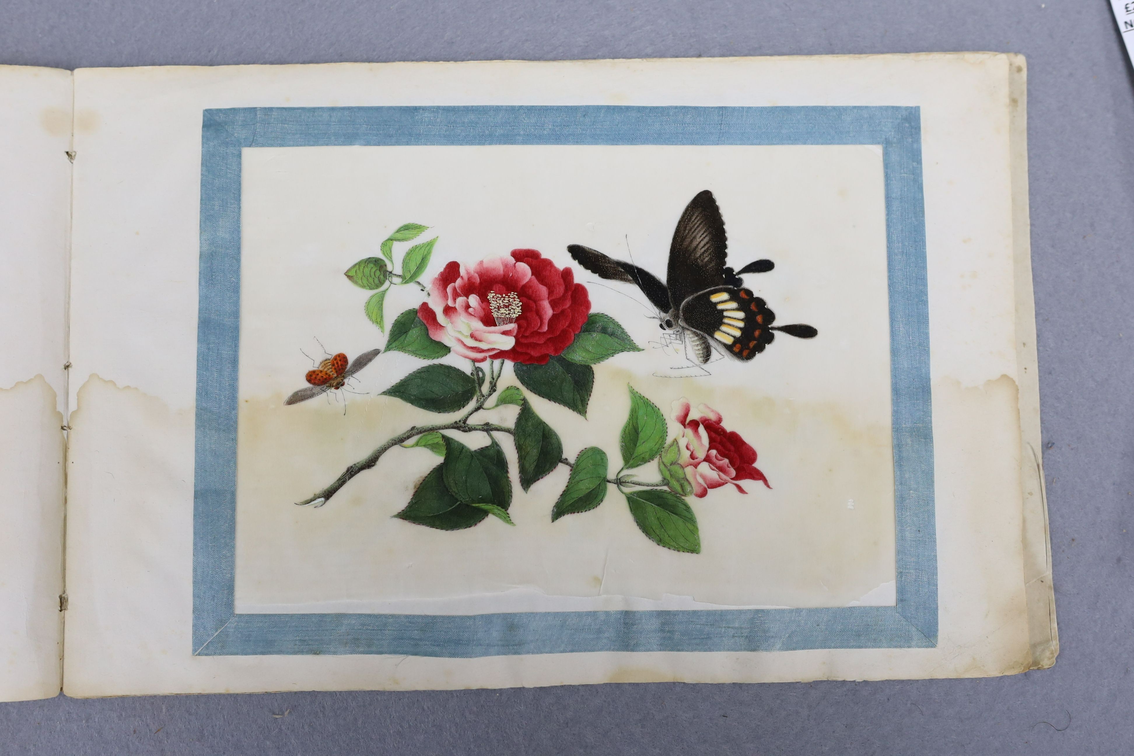 A Chinese album of ten pith paintings of birds amid butterflies, 19th century, Album 21.5cm x 34 cm